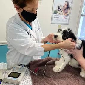 We offer the BAER hearing test at Short Pump Animal Hospital. BAER is currently being used to eliminate or reduce the incidence of genetic expression of deafness from several breeds of dogs. Since deafness is a genetic defect, and since it appears essentially at 2-3 weeks of age, testing the pup anytime after five weeks of age has become an excellent way to identify the auditory status of individual dogs.