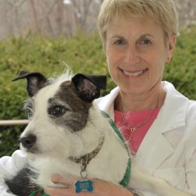 Dr. Kathi Heiber is originally from Cleveland, and earned her degree in veterinary medicine from Ohio State University in 1979. She then went on to found South Putnam Animal Hospital in 1984 to fulfill her dream of providing high standard care to all sorts of animals. In her free time, Dr. Heiber likes to explore new cuisines and spend time with her husband, Jack Russell mix, and two adopted cats.