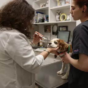 This pup is giving us some side eye while Dr. Fixman examines her eyes! It’s important to check for discoloration, discharge, proper light response, and more.