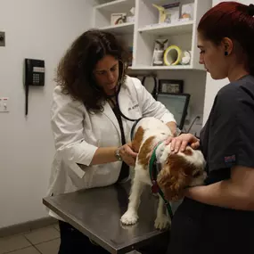 One of our lovely vet assistants works to hold and pet one of our patients while Dr. Fixman listens to their heart and lungs to make sure their systems are in top shape.