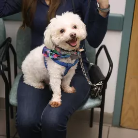 Look at that smile! This pup looks so happy getting ready for her examination.