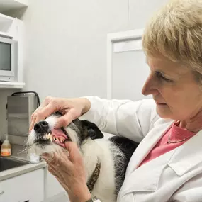 Dr. Heiber is giving this patient an oral examination, inspecting the teeth and gums for any and all signs of gingivitis, plaque, and tartar. Dental health is a very key component to your pet’s health!