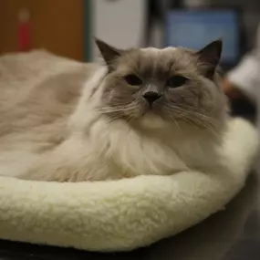 We strive to provide your pets with as much comfort as possible. Look how cozy this kitty is while one of our veterinarians pulls up his information!