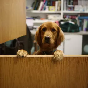 Well hello neighbor! This curious little pup is waiting for his wellness exam, during which one of our veterinarians will perform a nose to tail examination of their body and bodily systems.