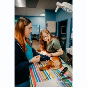 Our Stevenson Village Veterinary Hospital team hard at work - Baltimore, MD