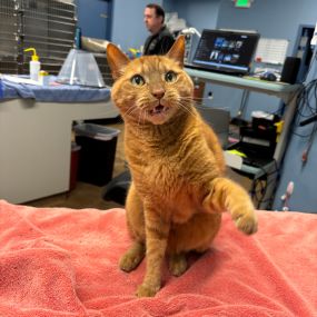 Clinic kitty strikes a pose!