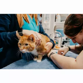 Our Stevenson Village Veterinary Hospital team hard at work - Baltimore, MD