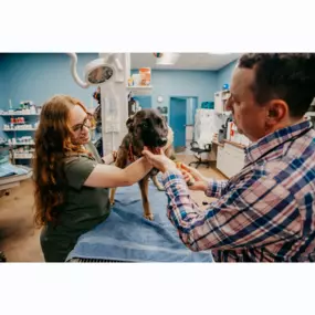 Dr. Feinberg performs an exam on this cute pup!