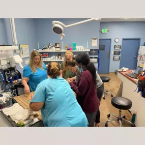 Our Stevenson Village Veterinary Hospital team hard at work - Baltimore, MD