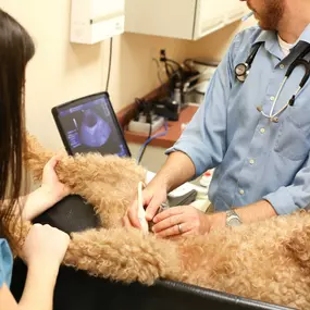 We’ve invested in advanced digital radiography and ultrasound technology to provide the highest level of care for your pets.