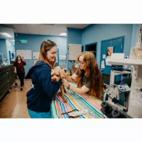 Our Stevenson Village Veterinary Hospital team hard at work - Baltimore, MD