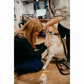 Our Stevenson Village Veterinary Hospital team hard at work - Baltimore, MD