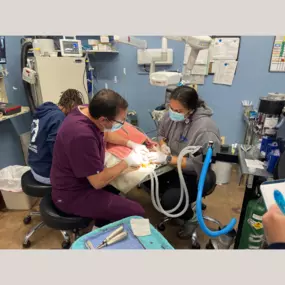 Our Stevenson Village Veterinary Hospital team hard at work - Baltimore, MD