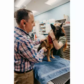 Dr. Feinberg performs an exam on this cute pup!