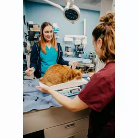 Our Stevenson Village Veterinary Hospital team hard at work - Baltimore, MD