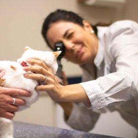 Another part of you pet’s physical exam includes checking the eyes for unusual coloration, discharge, proper light response, and more.