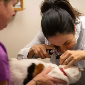 Dr. Smith proceeds with her feline exam by checking this kitty's ears for signs of infection.