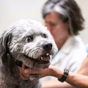 This sweet pup looks ready for a tip-of-the-nose to a tip-of-the-tail exam!