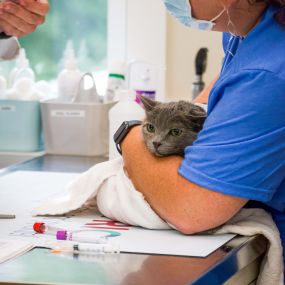 One of our friendly veterinary technicians cares for a patient in one of our exam rooms.