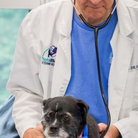 During your pet’s wellness exam, you can expect your veterinarian to perform a complete examination of your dog’s body and body systems, from nose to tail.