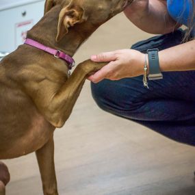 A veterinary technician rewards this adorable, well-behaved patient with a yummy treat.