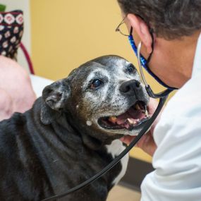 Preventative care saves and extends lives. With it, we prevent or treat health issues before they turn into something more serious. So whether your furry family member needs their regular annual exam, parasite control, vaccinations, or anything else – know that the TotalBond has their back.