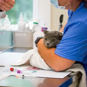 One of our friendly veterinary technicians cares for a patient in one of our exam rooms.