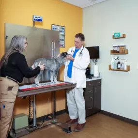 TotalBond Veterinary Hospital at Davidson, Mooresville Vet, doctor examines a patient.