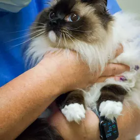 A veterinary technician holding one of our sweet patients. Your pet will receive lots of attention while visiting TotalBond Veterinary Hospital at Davidson!