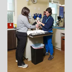 TotalBond Veterinary Hospital at Davidson, Mooresville Vet, staff examines a patient.