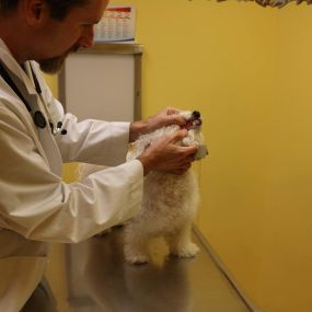Does your pet have bad breath? If so, it’s time for a dental exam! Bad breath is one of the first signs of dental disease in pets.