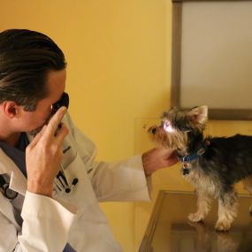 Using an otoscope, Dr. Christensen checks to make sure this dog’s eyes are clear, white, and bright.