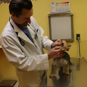 Dr. Christensen takes a peak at a Yorkie’s teeth and gums. Regular dental examinations are critical and a part of every wellness visit at Tranquility.