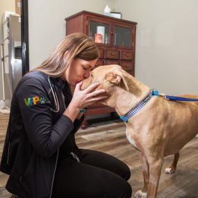 This sweet pup gets some love from one of our compassionate Veterinarians. At The Pet Doctor - Cottleville, we understand how much your pet means to you and your family because we are pet-lovers ourselves!