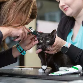 At your pet's wellness exam, your doctor will inspect your pet's ears for signs of infection.