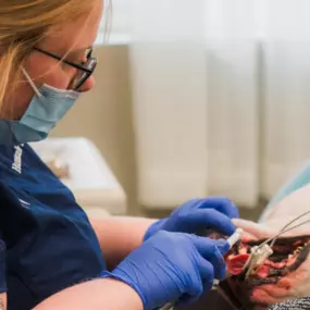 A dental procedure on a patient at The Pet Doctor in Cottleville, MO.