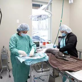 Our medical team is highly experienced in a wide range of surgical procedures.