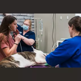 Prepping for surgery on a patient at The Pet Doctor in Cottleville, MO.