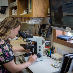 A veterinary technician examines a sample using a microscope in our on-site diagnostic laboratory.