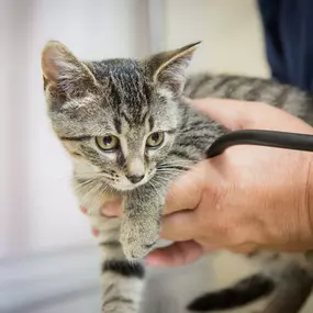 You can trust that your pet is in good hands at Skinner Animal Clinic! Our doctors have years of experiencing caring for Wilmington's cats and dogs.