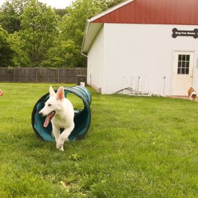 WagMore has multiple fenced in yards filled with toys and obstacles where your pet can happily play and receive the mental stimulation of meeting other pups.