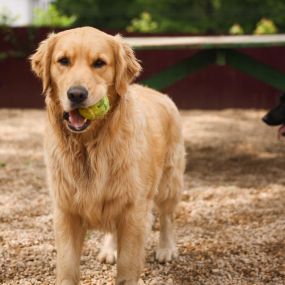 Some of our happy pups at WagMore Doggie Day Care! We have a spacious outdoor play area where your pups can have the freedom to run around and play.