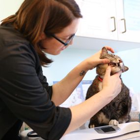 Here Dr. Martell is performing a basic oral exam to make sure your feline’s teeth are healthy and clean. Although this kitty doesn’t seem exceptionally pleased, it’s very important to us to make sure there is nothing wrong with your pet’s oral health.