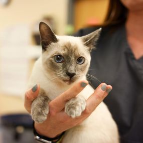 Meet Dove! Dove is ragdoll cat who came in for her annual wellness exam. We consider every patient as part of the Skippack family, which is why we’d never let them down when it comes to maintaining their health.