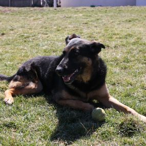 A happy looking pup taking a minute away from his ball to enjoy the sun at WagMore Doggie Daycare.