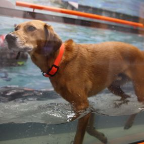 The Oasis underwater treadmill functions exactly how one could expect. How is this different than a regular treadmill? The water adds the aspect of buoyancy to your pet’s exercise which greatly decreases the physical stress on their legs which in certain conditions can be essential.