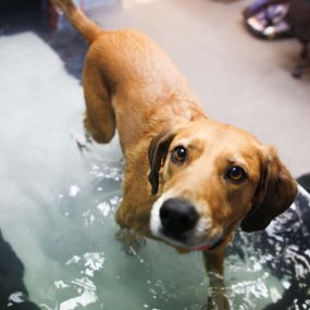 Our Oasis hydrotherapy pool in action! Our staff stand by to make sure your pet is never left alone while receiving the exercise.