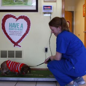 One of our lovely vet techs weighs a cozy dachshund in a sweater. We always remember to pay attention to your pet’s weight during their examination!