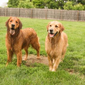 If you don’t have a lot of time to take your dog to the dog park, WagMore also provides an excellent place for socializing your pet with other dogs. It’s important for pets to learn how to play with each other!