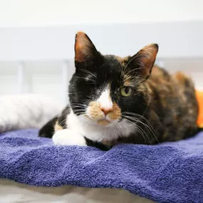 One of our more unique patients comfortably awaits treatment on a bed of blankets and pillows.